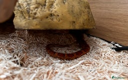 Corn Snake reptiles for sale: Corn Snake  - Image 4