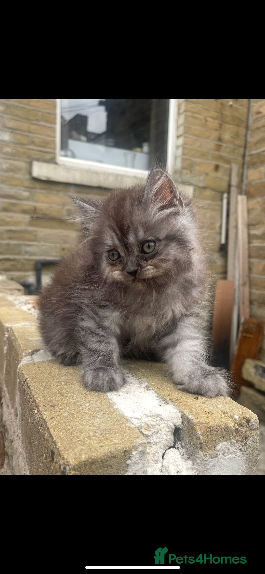 Persian cats for sale: Purebred Persian kitten  - Image 4