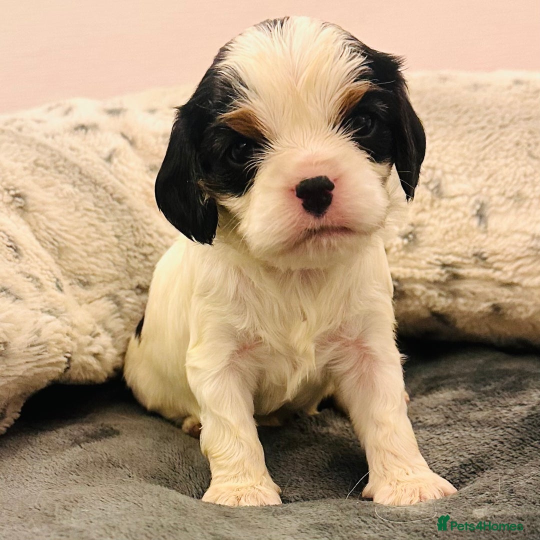 Cavalier King Charles Spaniel dogs for sale: DNA health tested, much loved cavaliers - Image 12