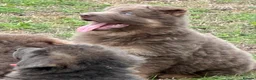 German Shepherd dogs for sale: Five star licenced German shepherds  - Advert 4