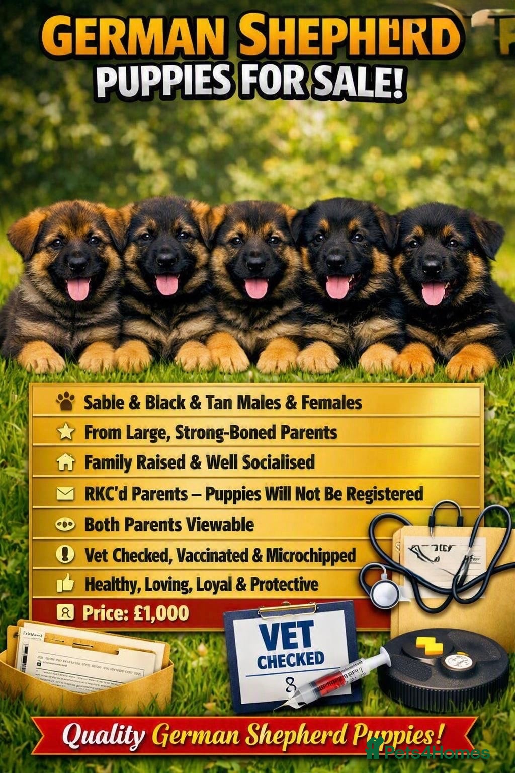German Shepherd dogs Quality, Purebred, Large, Family Raised GSD Pups - Advert 5