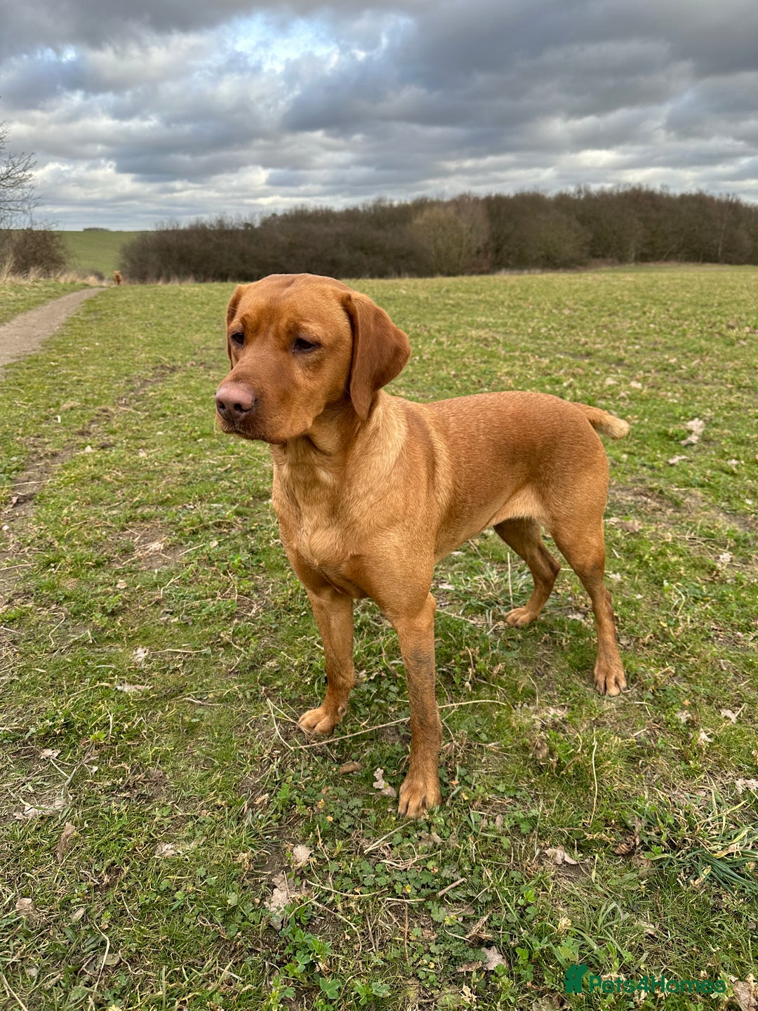 Labrador Retriever dogs for sale: KC Fox Red Labrador Pups FTCH Sire - Health Tested - Advert 6
