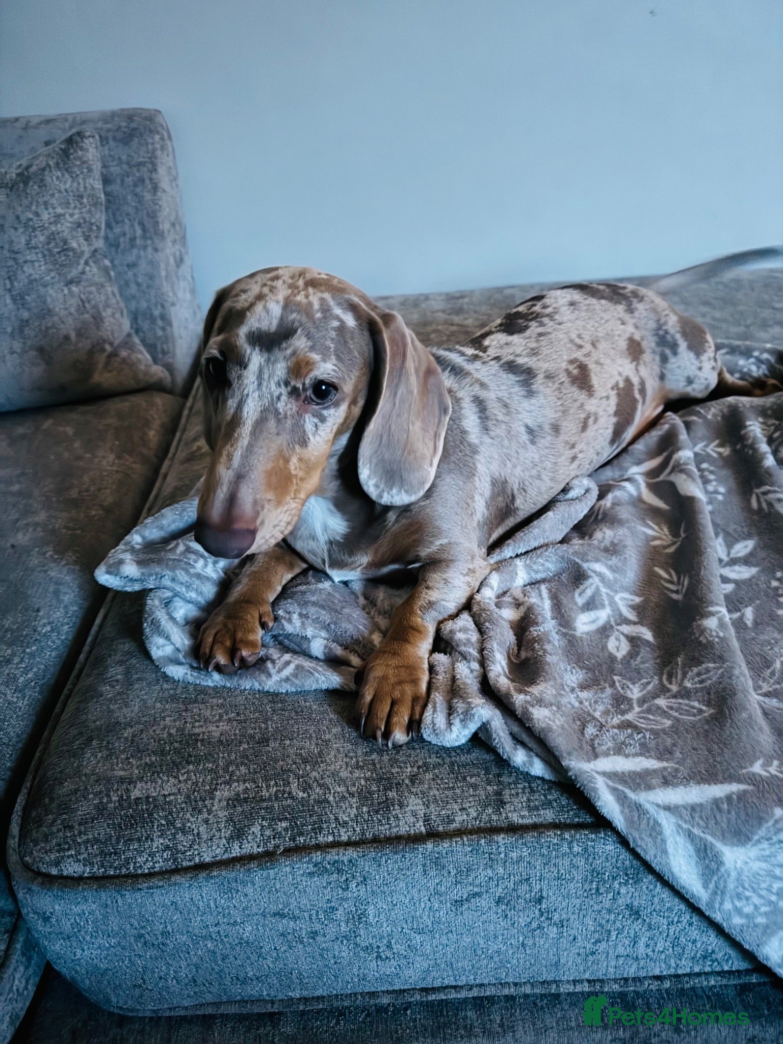 Dachshund dogs Dapple dachshund for stud  - Advert 4