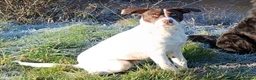 Mixed Breed dogs for sale: 3/4 Labrador Puppies for sale in Barrow-in-Furness - Advert 22