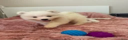 Samoyed dogs for sale: Crufts line + health tested Samoyeds - Advert 12