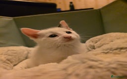 Domestic Shorthair cats for sale: 5 Super Sweet Kittens  - Image 11