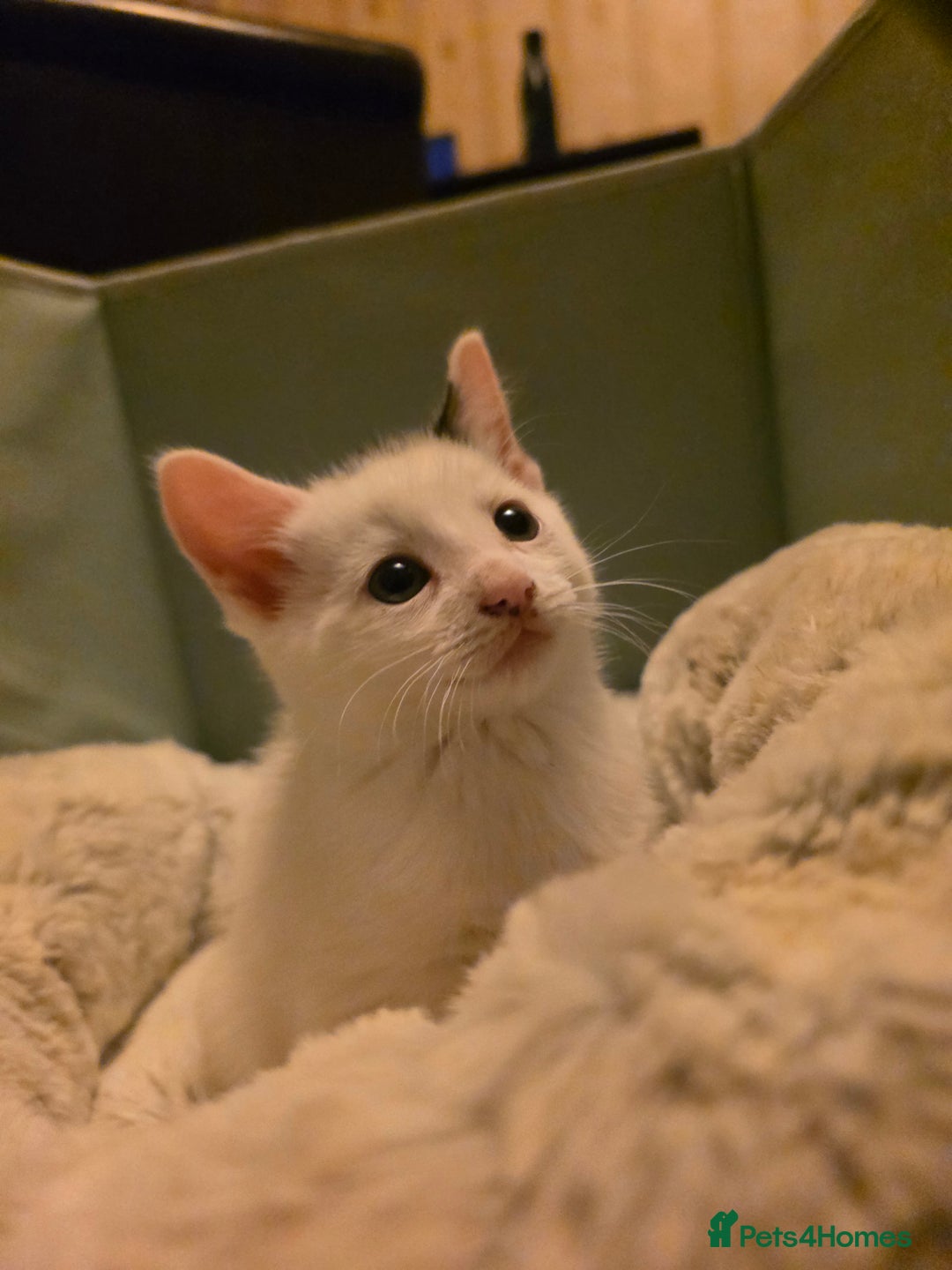 Domestic Shorthair cats for sale: 5 Super Sweet Kittens  - Image 11