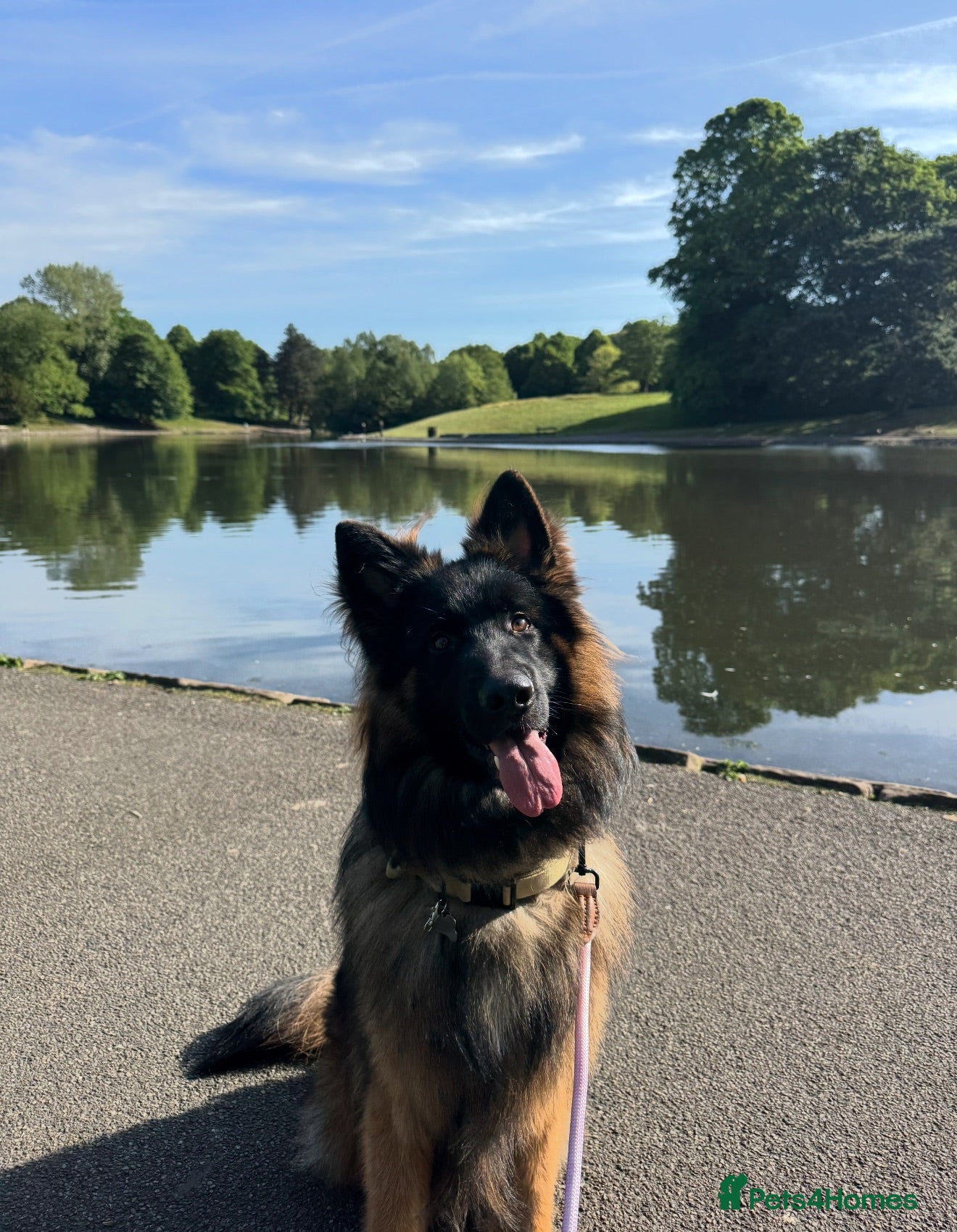 German Shepherd dogs Long Haired Black & Tan GSD Stud  - Advert 7