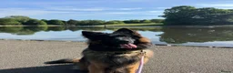 German Shepherd dogs for stud: Long Haired Black & Tan GSD Stud  - Advert 1