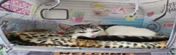 American Shorthair cats for sale: 2 beautiful 3 year old cats  - Advert 8