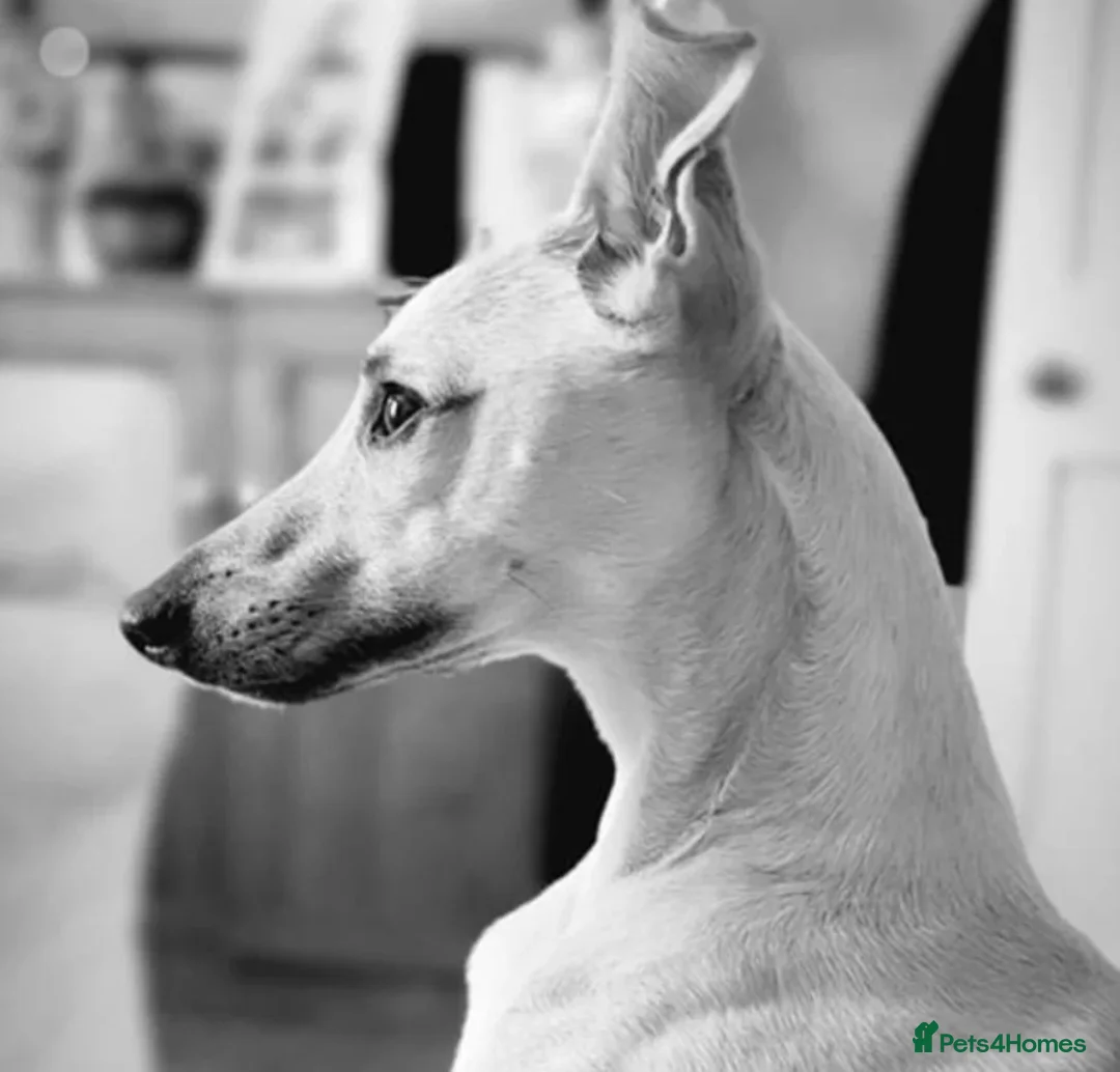 Whippet dogs for stud: Whippet for stud (KC reg; pedigree) Dorset. 20" in Sherborne - Advert 20