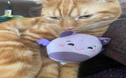 British Shorthair cats for sale: 2 cats for rehoming - Image 2