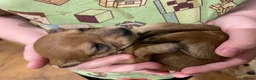 Miniature Dachshund dogs for sale: Beautiful Purebred Miniature Dachshund Puppies 🐾 - Advert 5