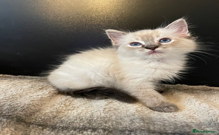 Ragdoll cats - Advert 3