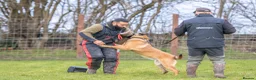 Belgian Shepherd Dog dogs for sale: KC registered Malinios bitch  - Advert 3