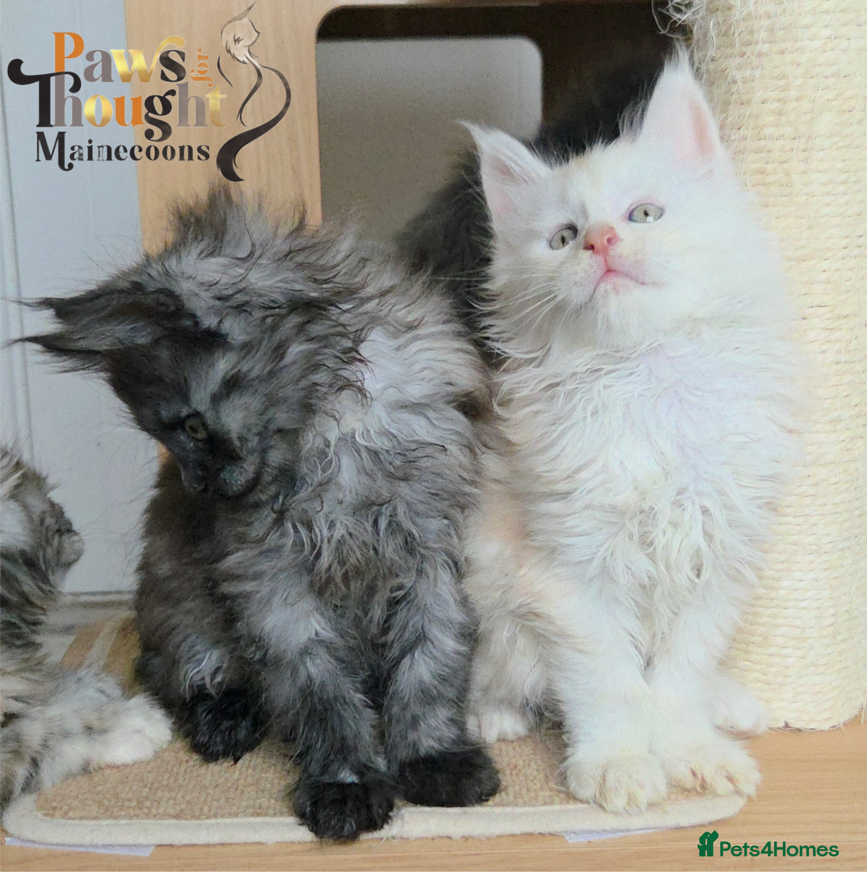 Maine Coon cats Outstanding Quality TICA reg Kittens - Advert 1