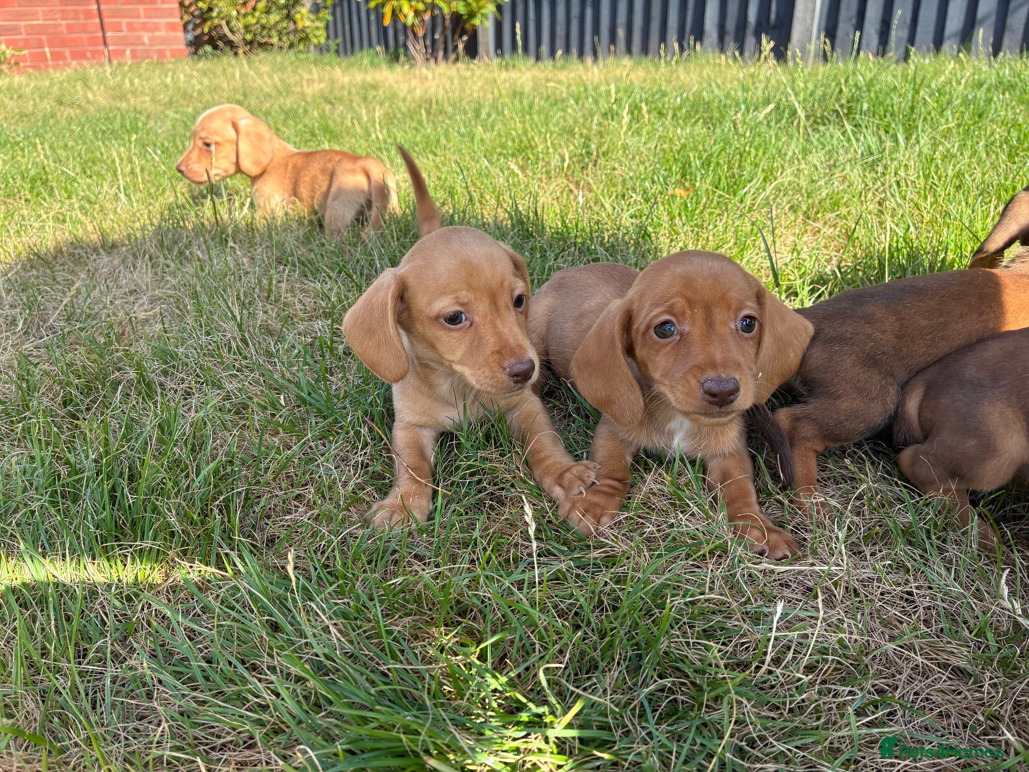 Miniature Dachshund dogs 🏆💙💖 KC REG 5 STAR BREEDER💙💖🏆CREAM - Advert 4