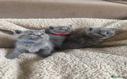 British Shorthair cats for sale: 3 chunky beautiful British shorthair  - Image 2