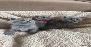British Shorthair cats - Advert 10