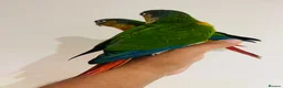 Conures birds for sale: Conure for sale - hand reared babies  in Milton Keynes - Advert 13