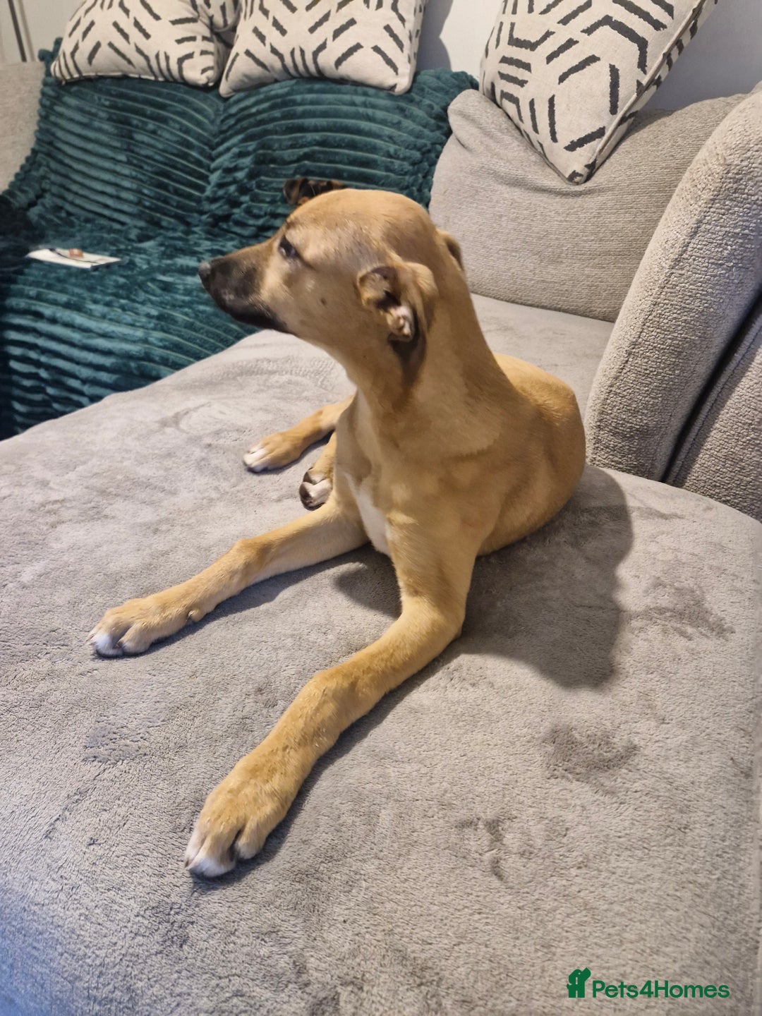 Mixed Breed dogs for sale: Wippet cross puppy - Advert 8