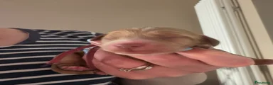 Cockapoo 8