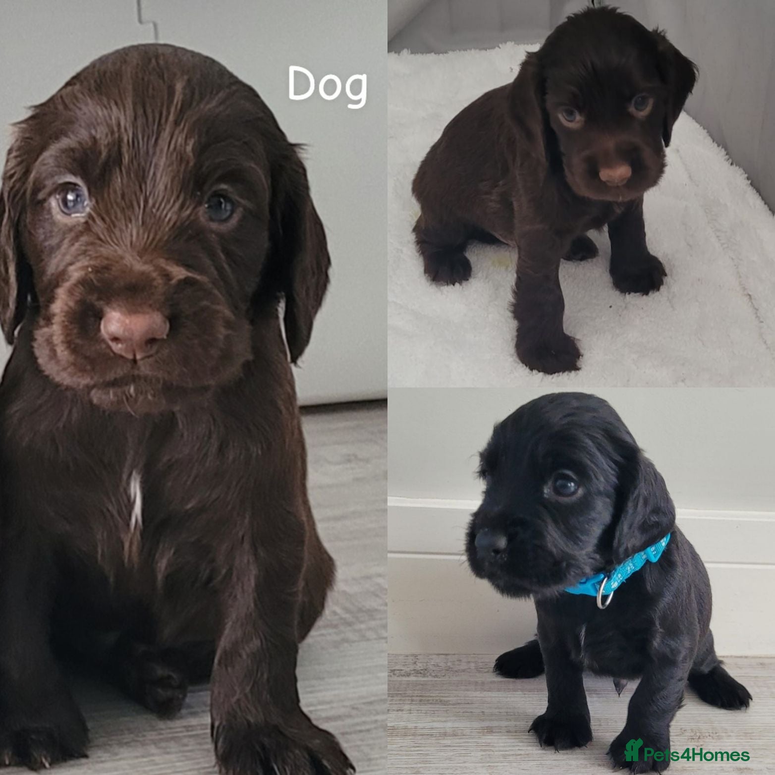 Cocker Spaniel dogs Kc registered working cocker spaniel puppies - Advert 13