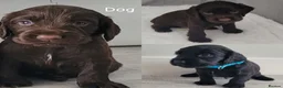 Cocker Spaniel dogs for sale: Kc registered working cocker spaniel puppies in Rotherham - Advert 15