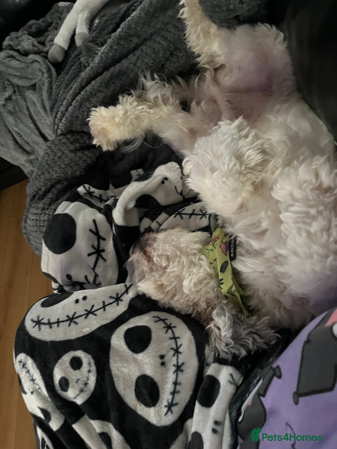 Mixed Breed dogs for sale: Henry looking for the perfect home - Advert 3