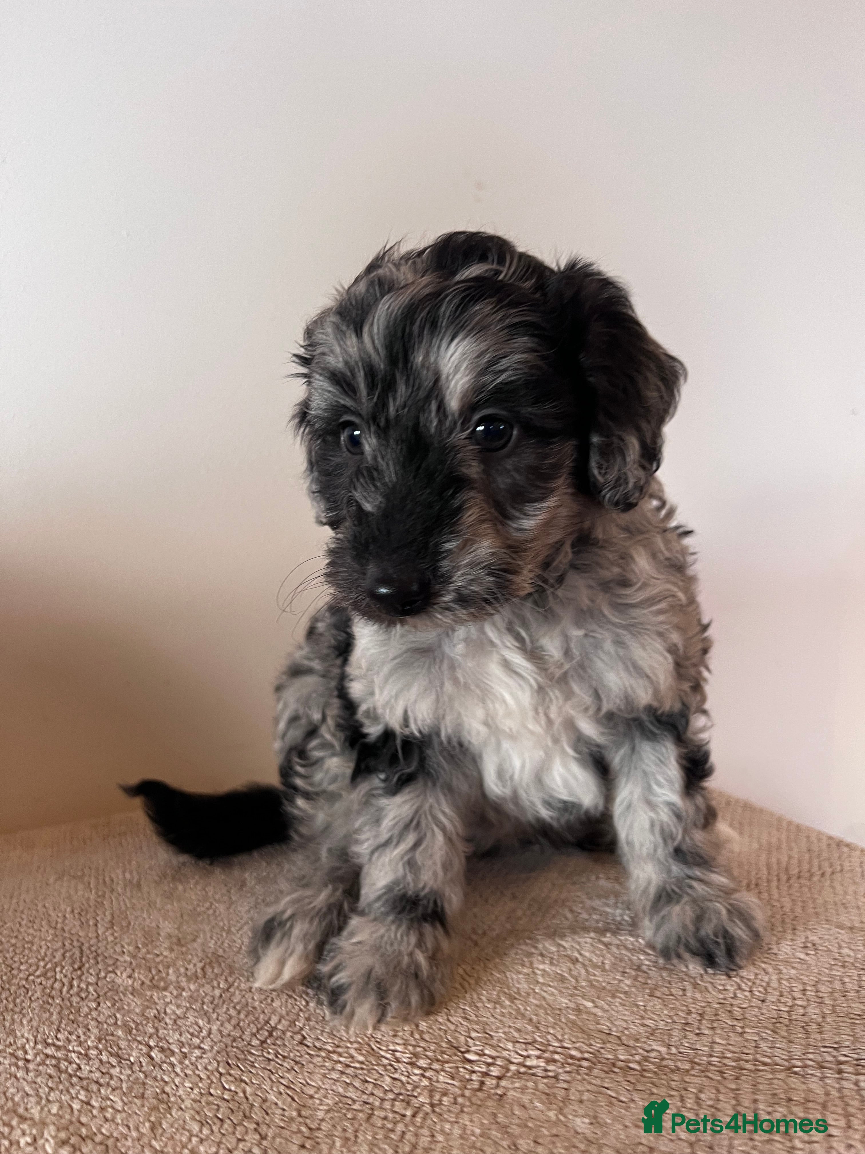 Mixed Breed dogs Cadoodle Puppies for sale - Advert 3