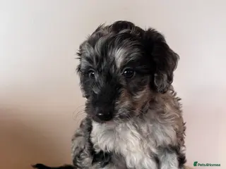 Mixed Breed dogs Cadoodle Puppies for sale - Advert 3