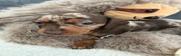 Miniature Dachshund dogs for sale: Miniature dachshund puppy’s  in Bournemouth - Advert 4