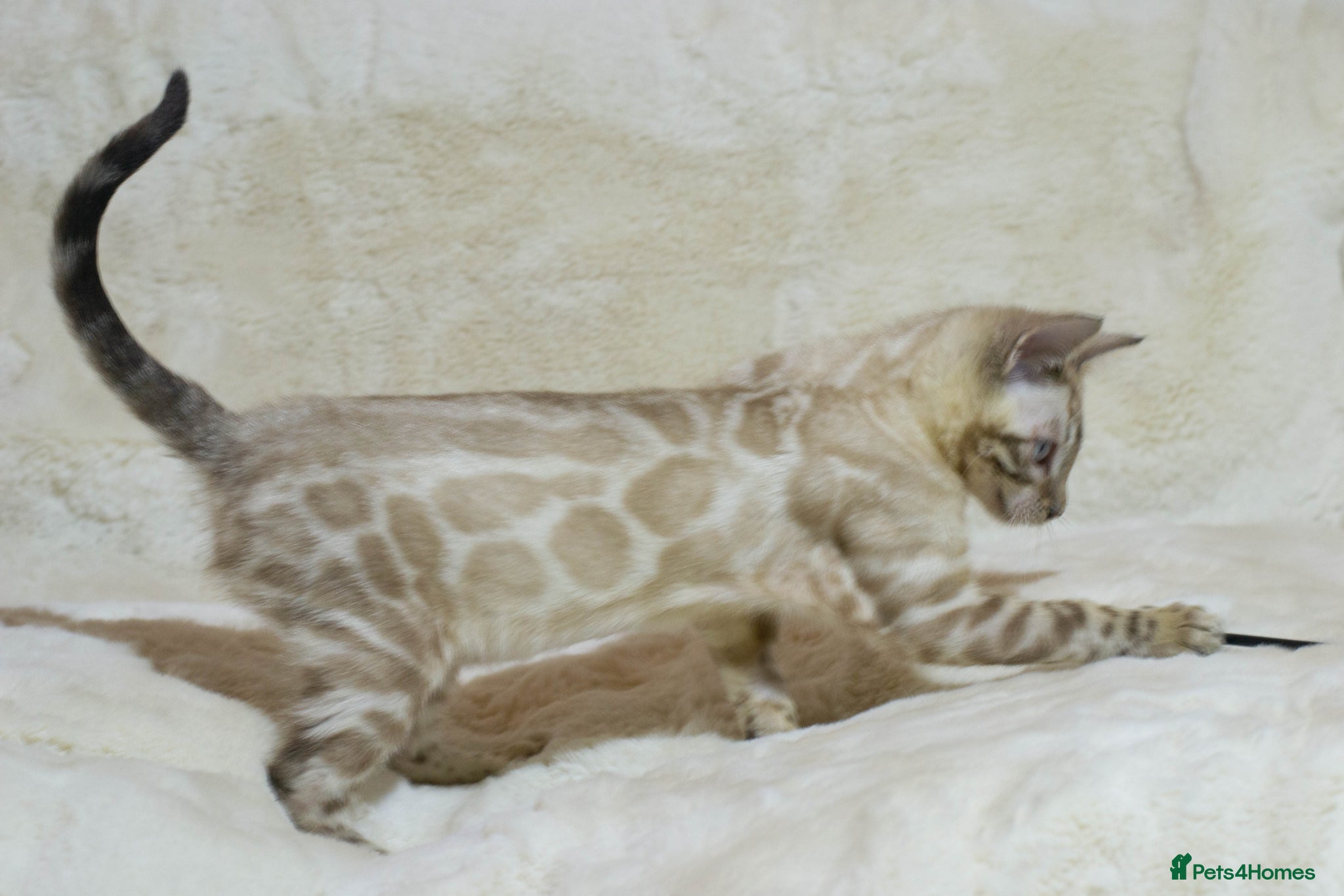 Bengal cats Ready to Leave: TICA Registered Snow Lynx Bengal  - Advert 13