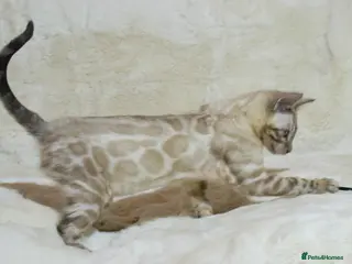 Bengal cats Ready to Leave: TICA Registered Snow Lynx Bengal - Advert 13