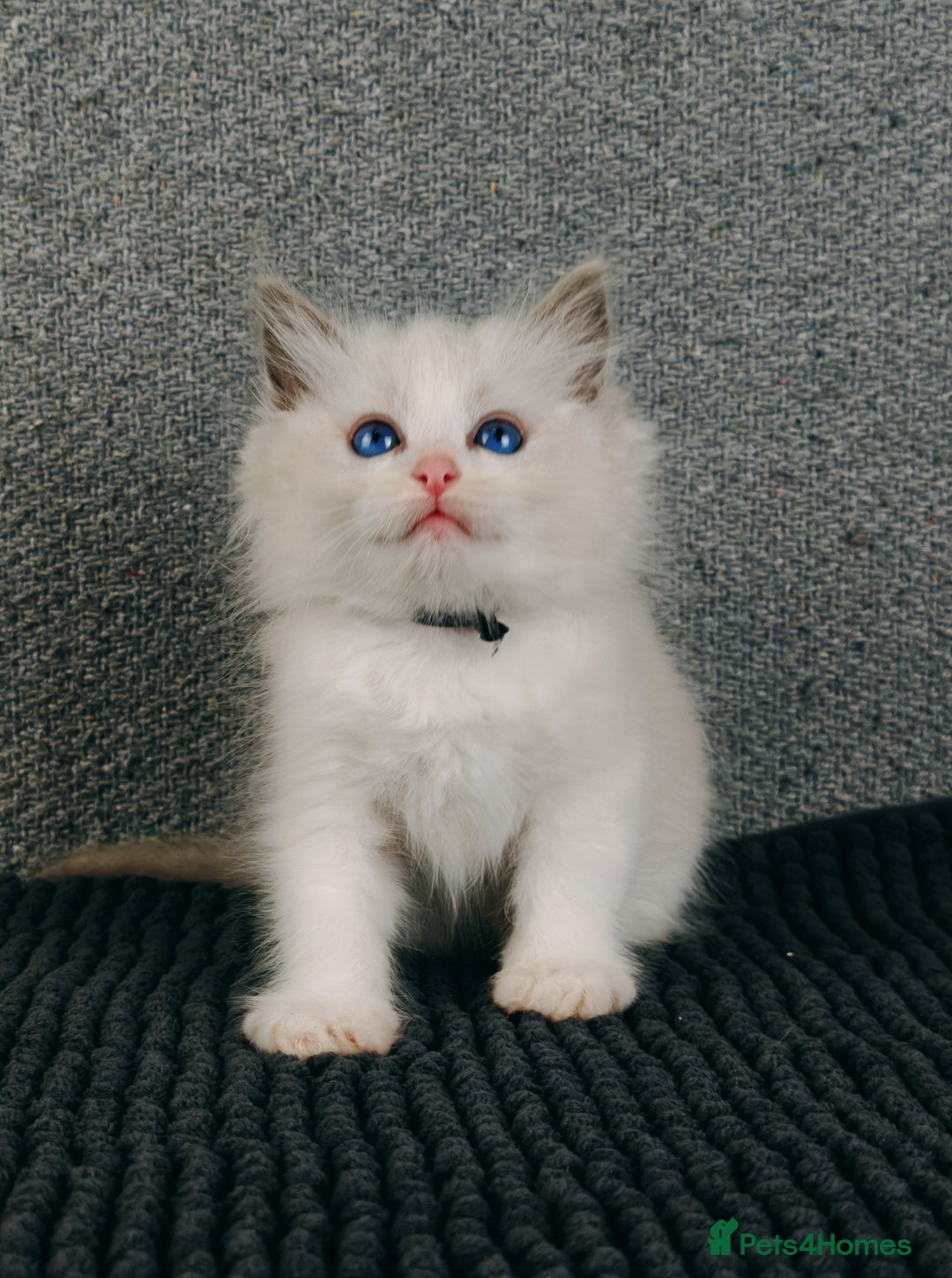 Ragdoll cats for sale: ❤️BEST KITTENS RAGDOLL❤️ CHAMPION REGIONAL WINNER  - Advert 13