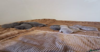 British Shorthair cats GCCF REGISTERED BRITISH SHORTHAIRED KITTENS - Advert 5