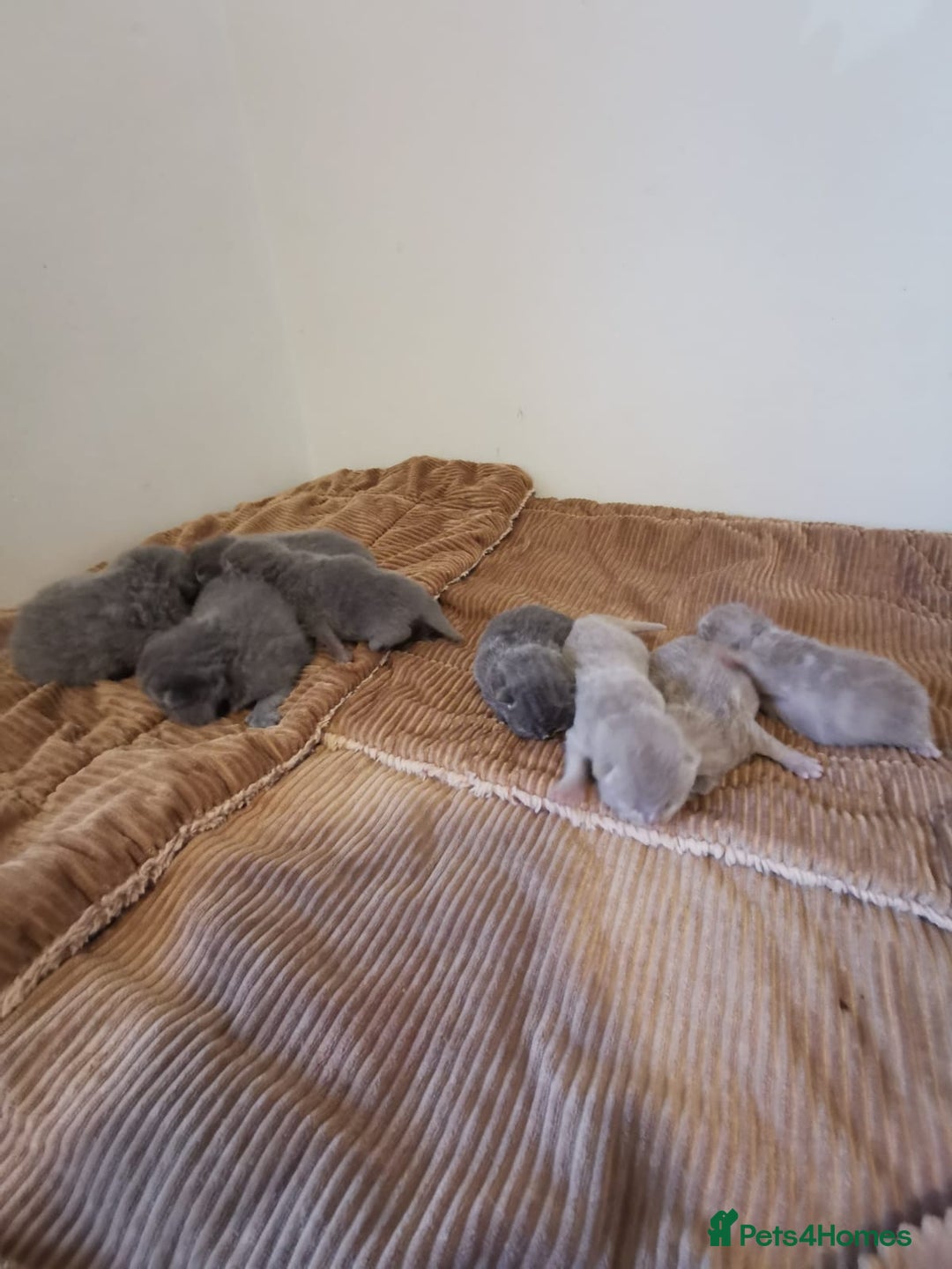 British Shorthair cats for sale: GCCF REGISTERED BRITISH SHORTHAIRED KITTENS - Advert 3