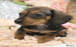 Miniature Dachshund dogs for sale: KC Registered Miniature Dachshund Puppies - Image 12
