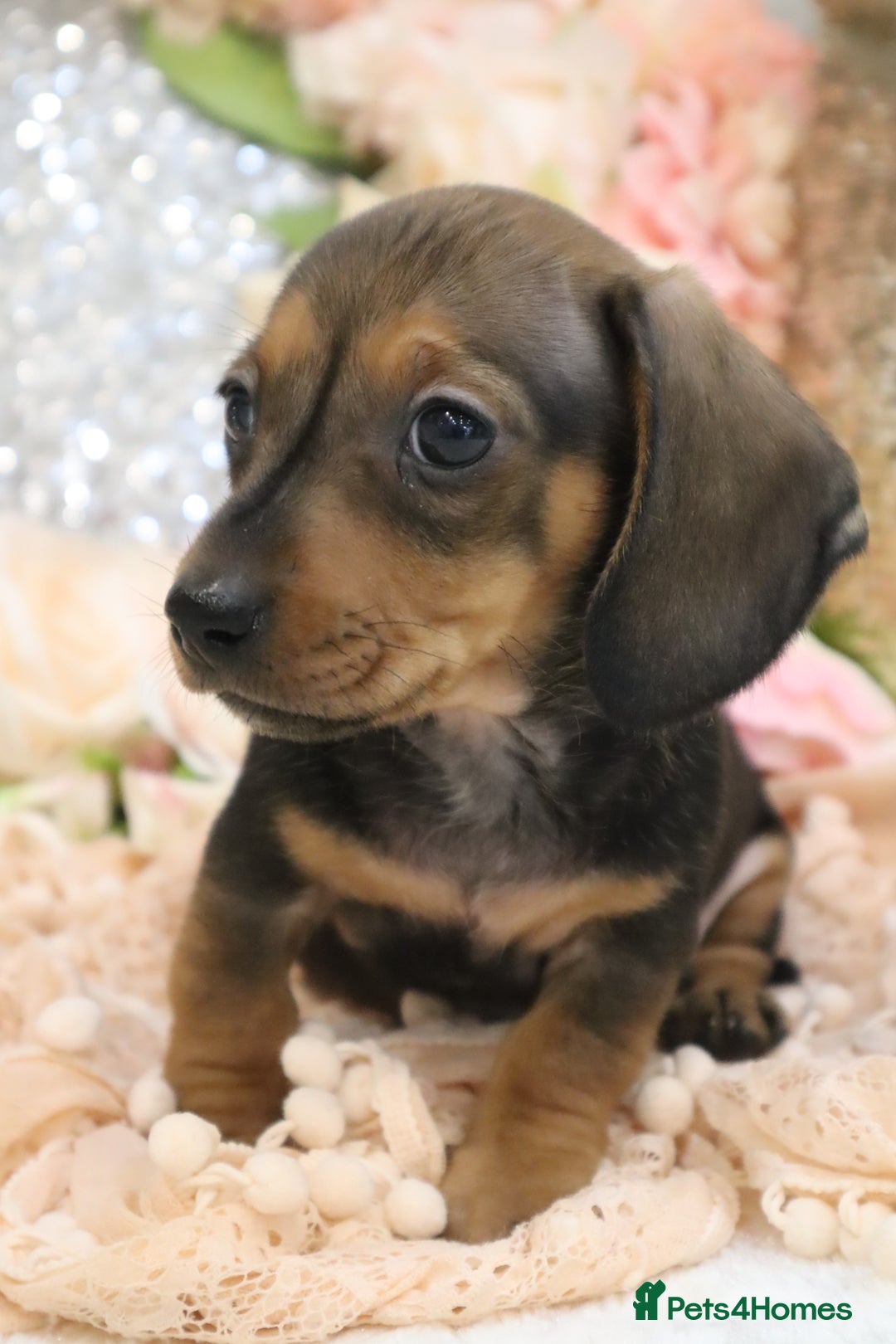 Miniature Dachshund dogs for sale: KC Registered Miniature Dachshund Puppies - Image 12