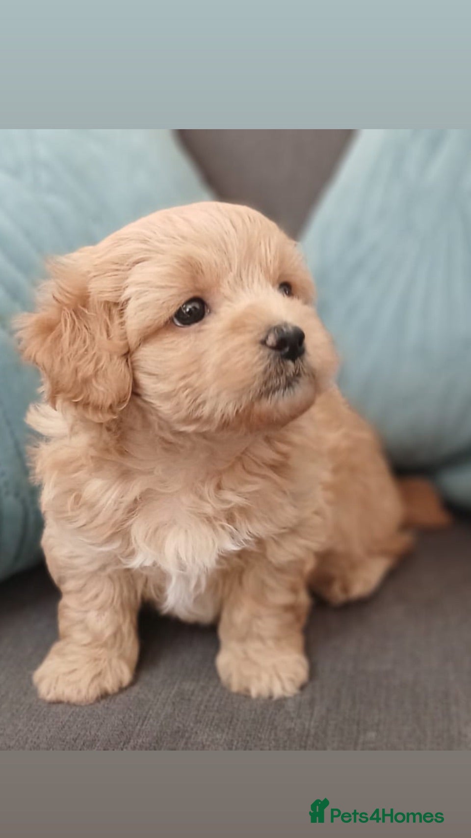 Maltipoo dogs UK 🇬🇧 best litter Small Maltipoos  - Advert 1