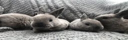 Rex rabbits for sale: Beautiful Purebreed Velvet Mini Rex rabbits - Advert 12
