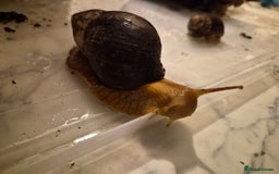 Snails invertebrates for sale: Giant African Land Snails  - Image 1