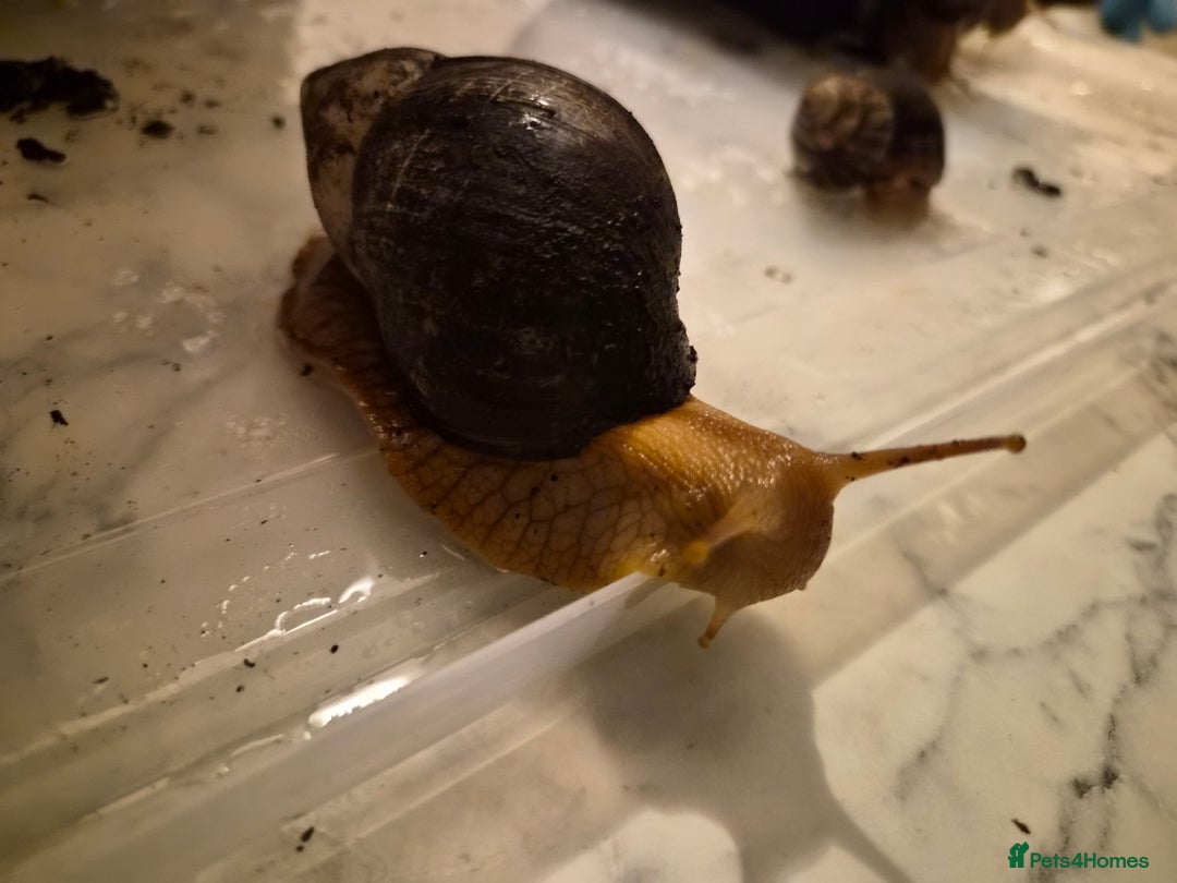 Snails invertebrates for sale: Giant African Land Snails  - Image 1
