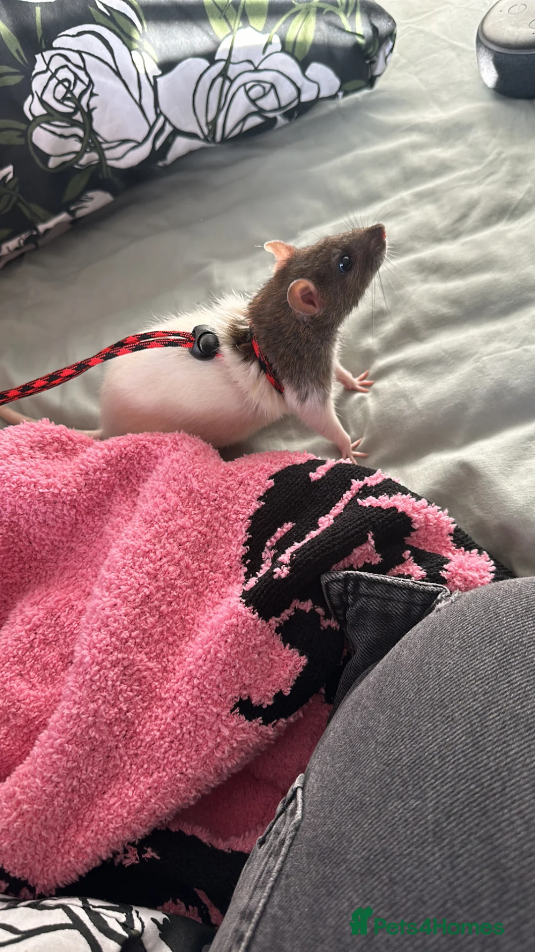 Rat rodents for sale: Female rat with full set up  - Advert 2