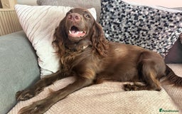 Sprocker dogs for sale: Beautiful Sprocker puppies  - Image 19
