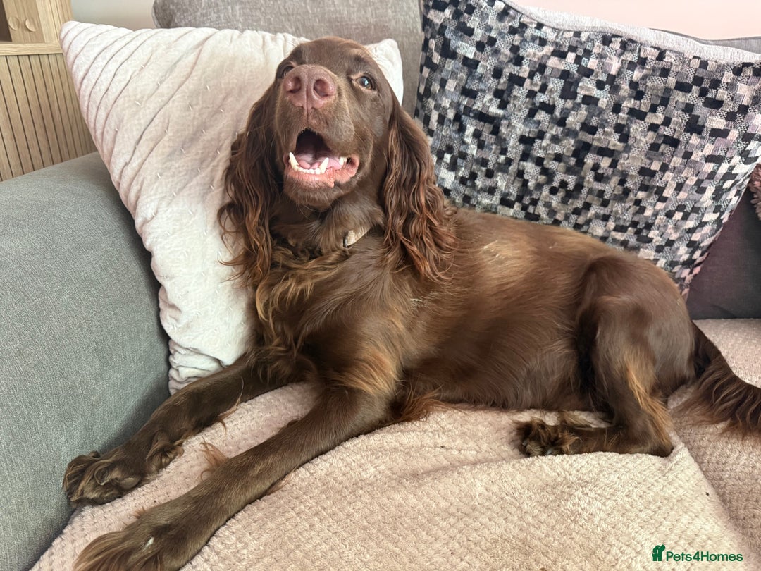 Sprocker dogs for sale: Beautiful Sprocker puppies  - Image 19