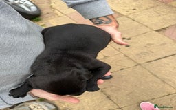 Mixed Breed dogs for sale: Outstanding quality litter of twelve pups - Image 5