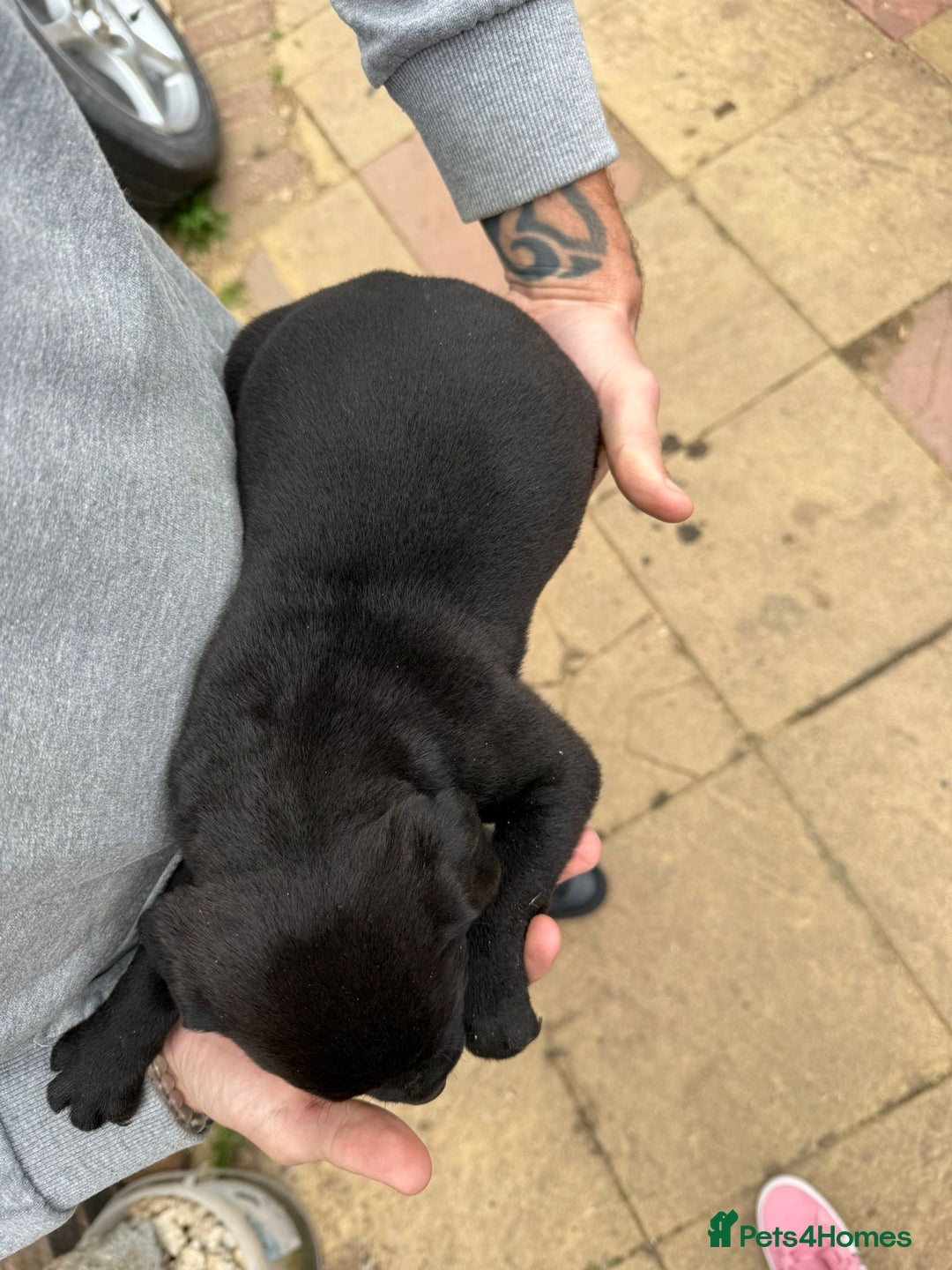 Mixed Breed dogs for sale: Outstanding quality litter of twelve pups - Image 5