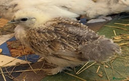 Chickens poultry for sale: GORGEOUS HAND REARED MIXED SEX SILKIE CHICKS 🐥 - Image 6