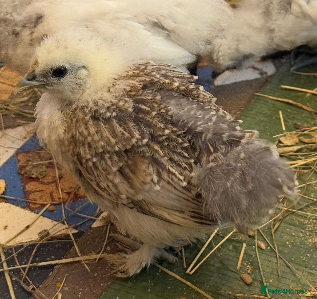 Chickens poultry for sale: GORGEOUS HAND REARED MIXED SEX SILKIE CHICKS 🐥 - Image 6